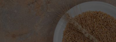 Lee más sobre el artículo Maximiza tu Salud con los Sorprendentes Beneficios de la Fibra con Germen de Trigo